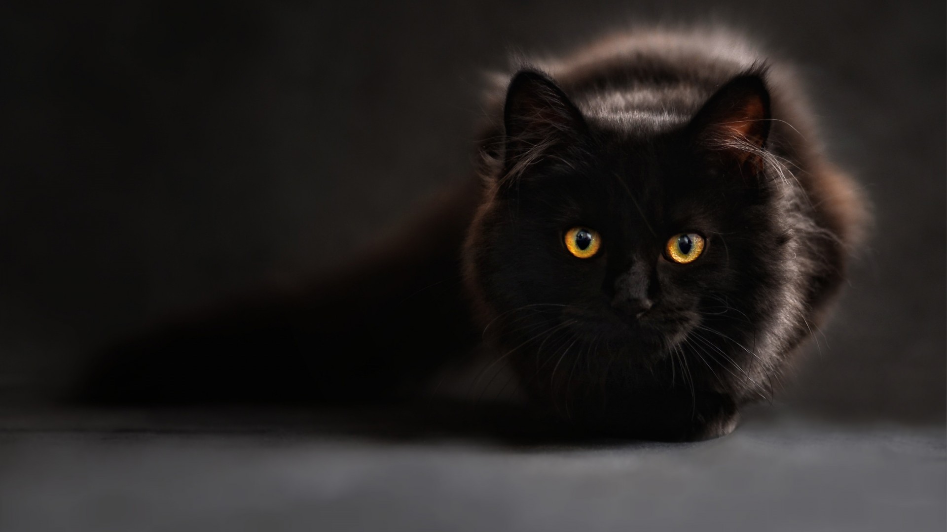 Black Cat With Background Wallpaper Stream