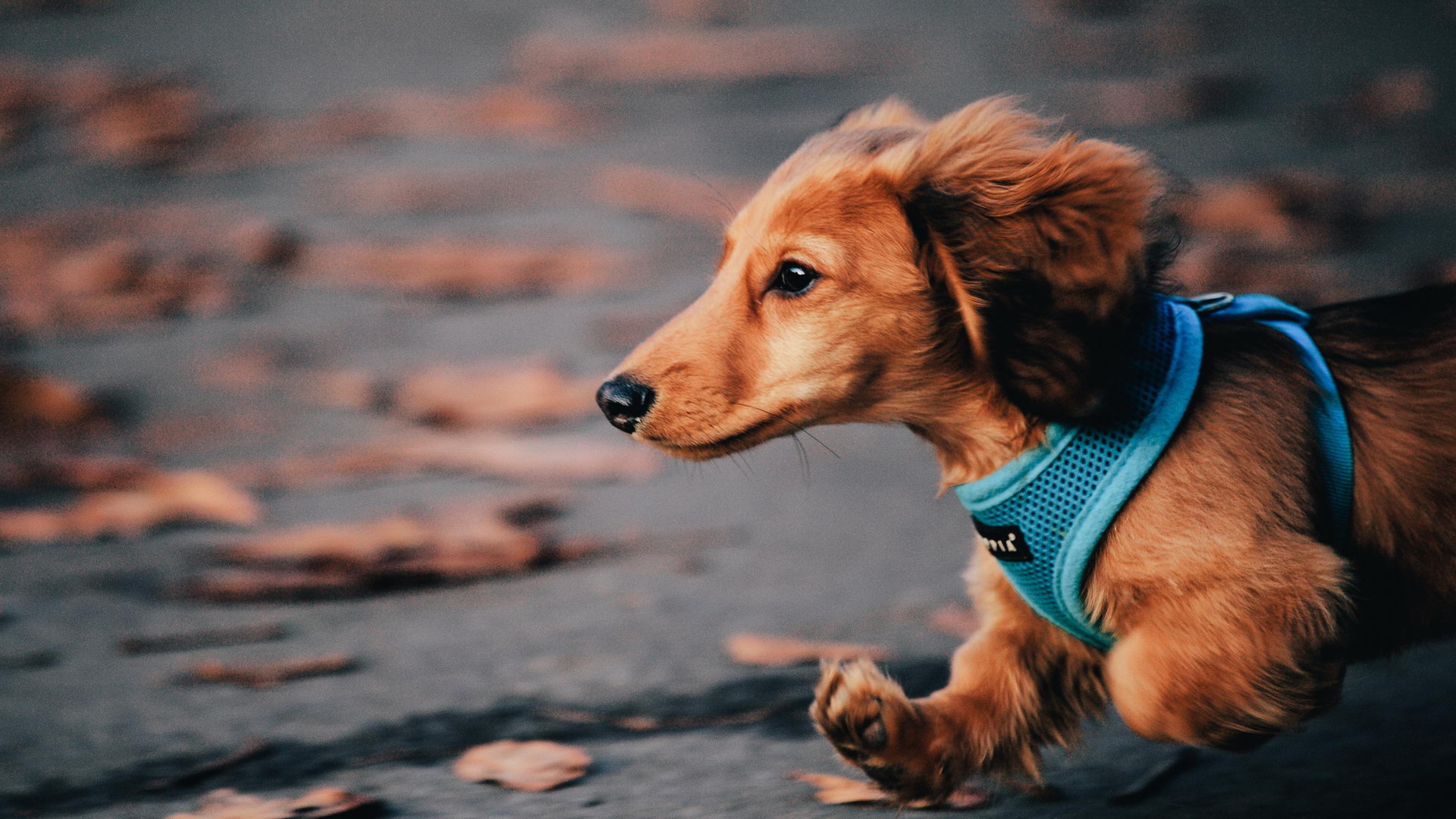 Dachshund Wallpaper HD Wallapers Pictures Pics