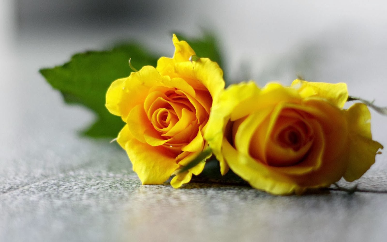 wallpapers Yellow Rose Wallpapers
