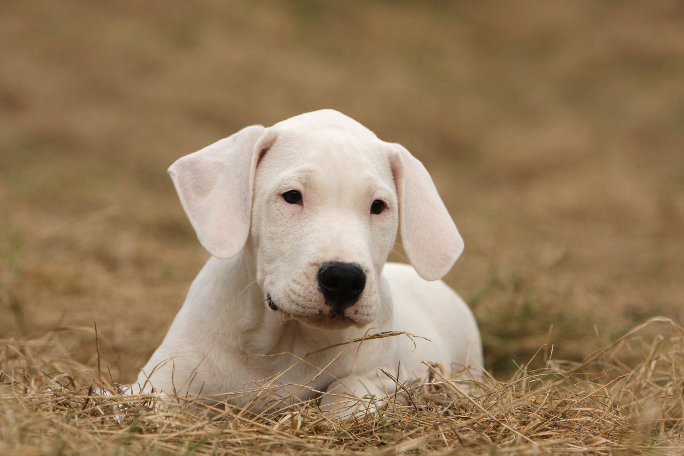 Dogo Argentino Puppy On Dried Grass Wallpaper And Image