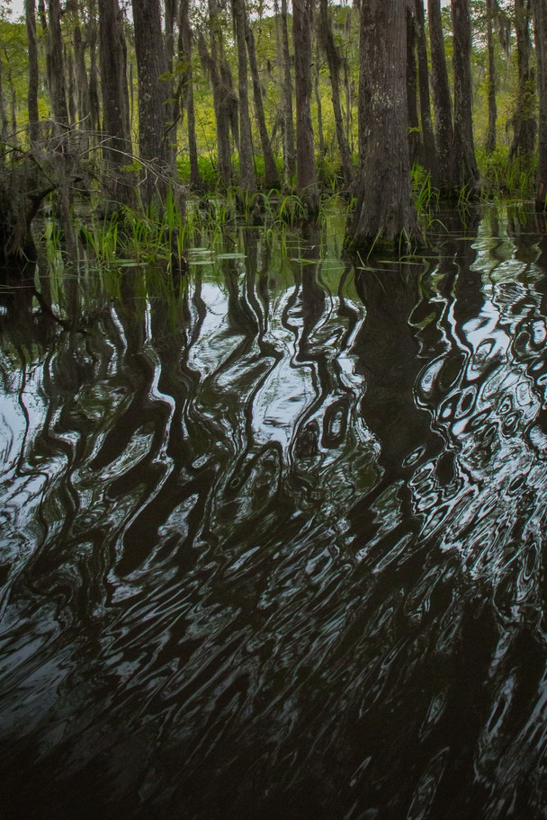 Swamp Waters Traveler Photo Contest National Geographic
