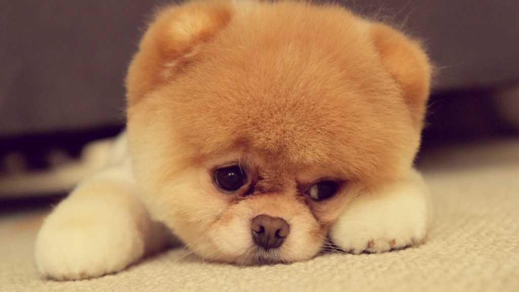 Cutest Dog In The World Wallpaper Boo