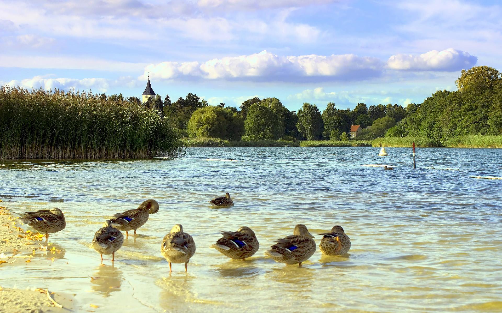Ducks Swimming On The Lake HD Wallpaper