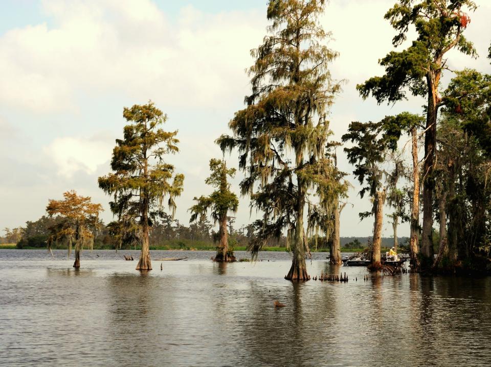 Scenery Louisiana Department Of Wildlife And Fisheries