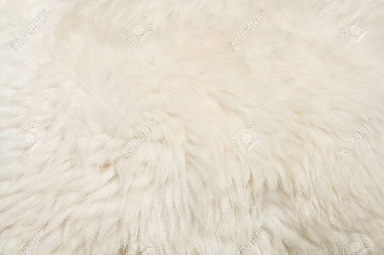 The White Sheep Wool Background Or Texture Stock Photo Picture