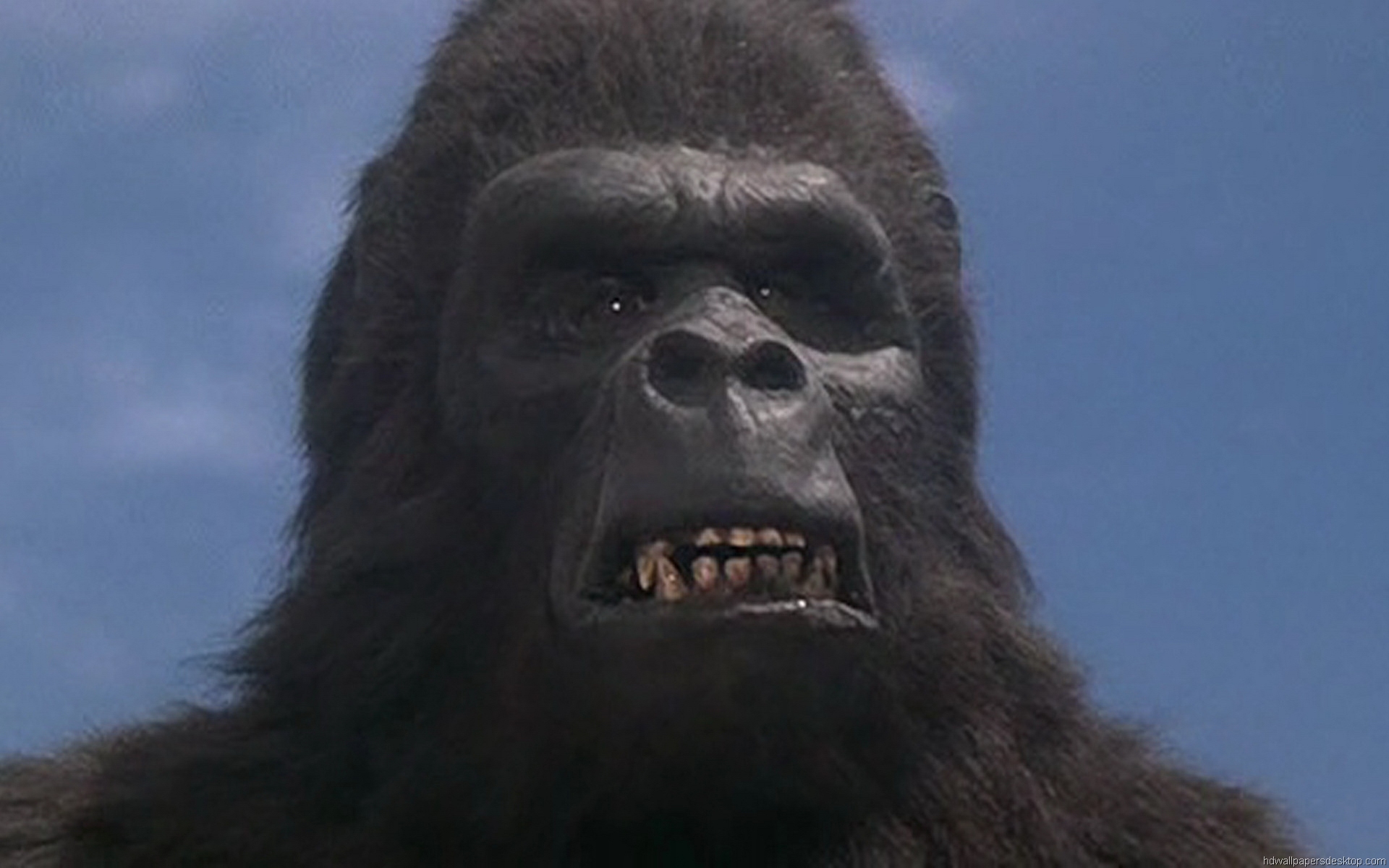 King Kong Wallpaper Photos HD Movie
