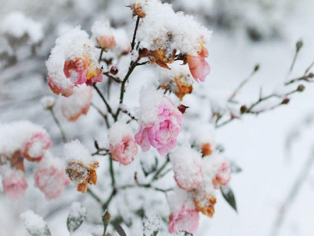 Snowy Flowers Wallpapers   4k HD Snowy Flowers Backgrounds on 1024x768