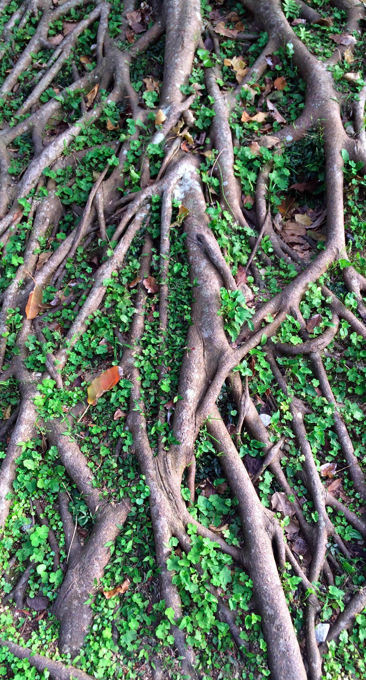 Natural Green Tea Tree Roots Wallpaper Sc iPhone6splus