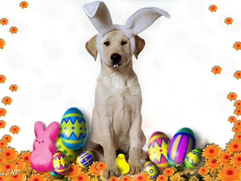 Easter Dog Wallpaper