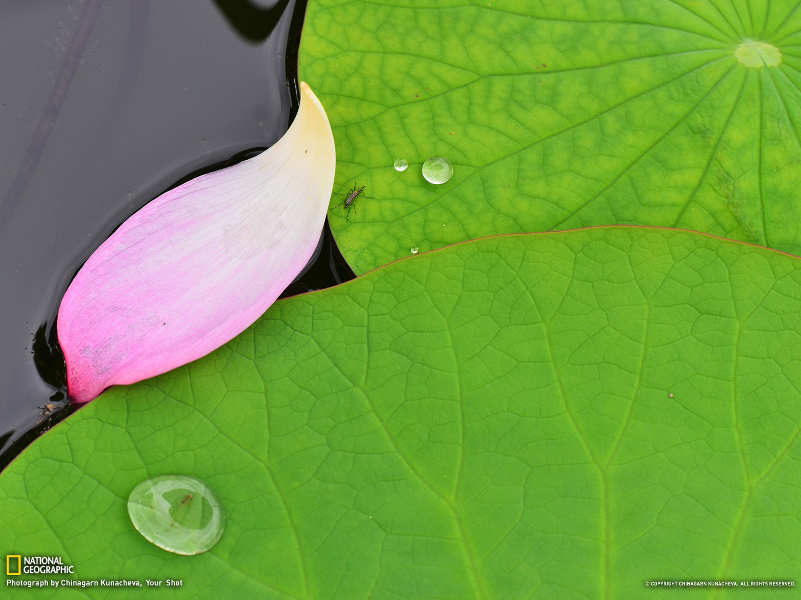 Lotus Picture Flower Wallpaper National Geographic Photo Of The