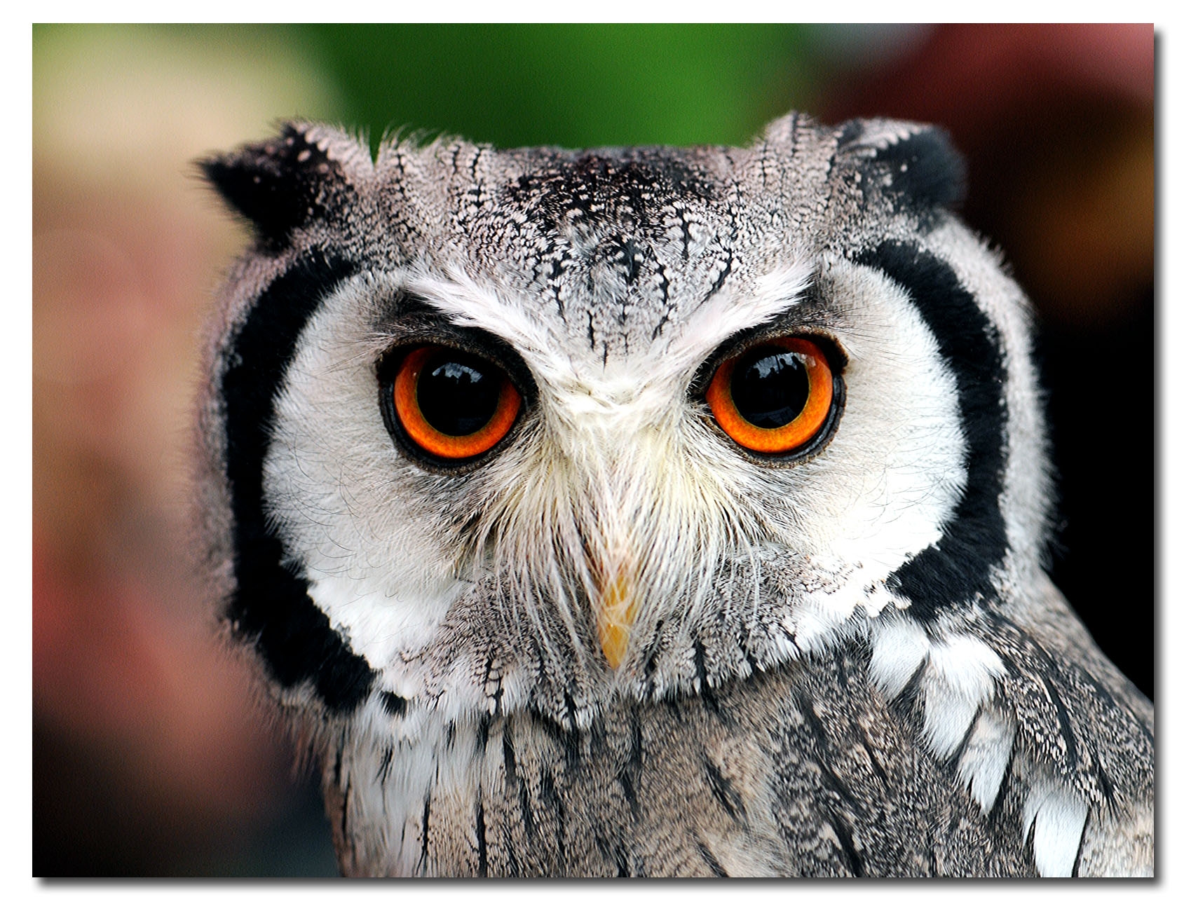 Owl Puter Wallpaper Desktop Background Id