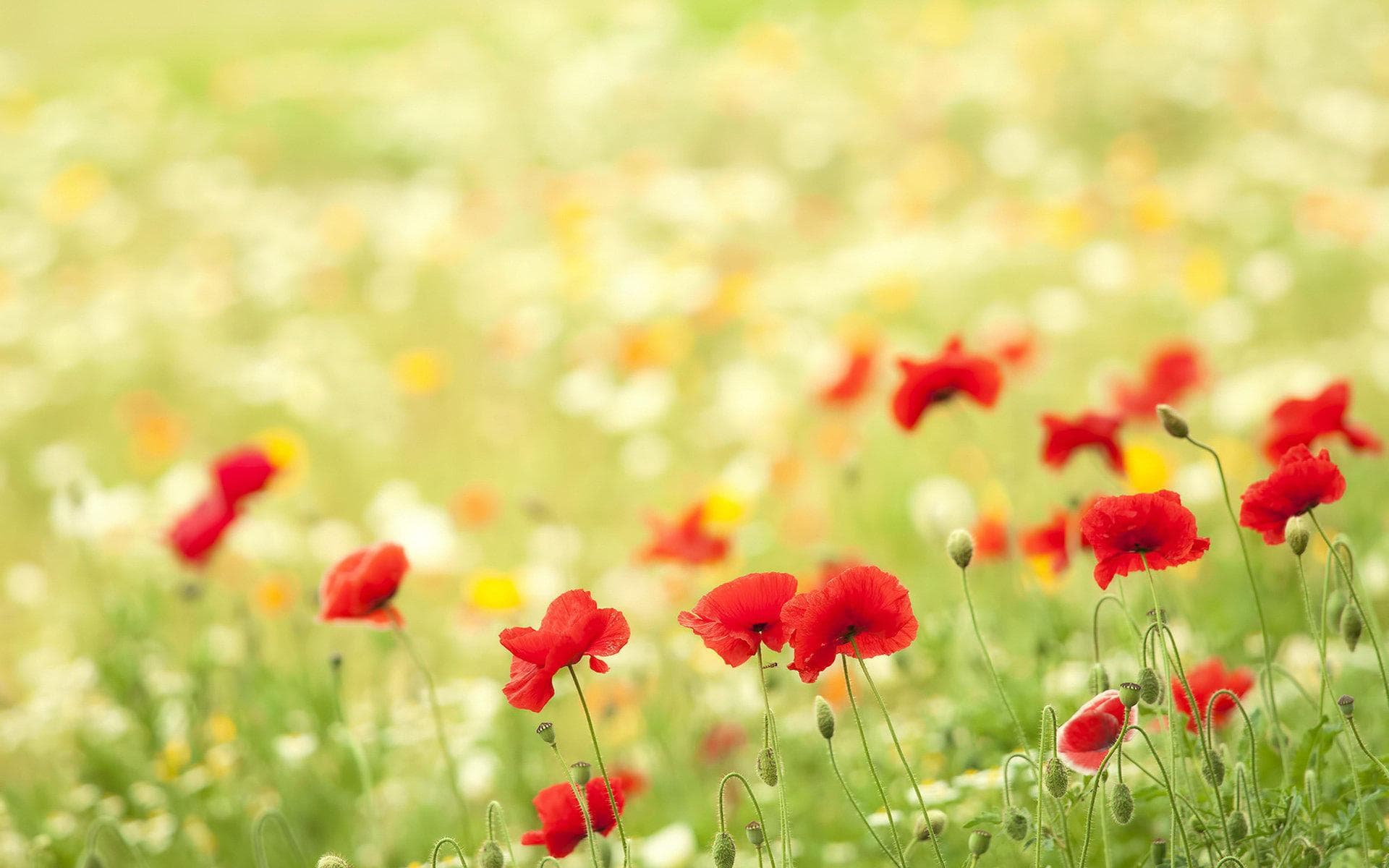 HD Resolution Desktop Wallpaper
