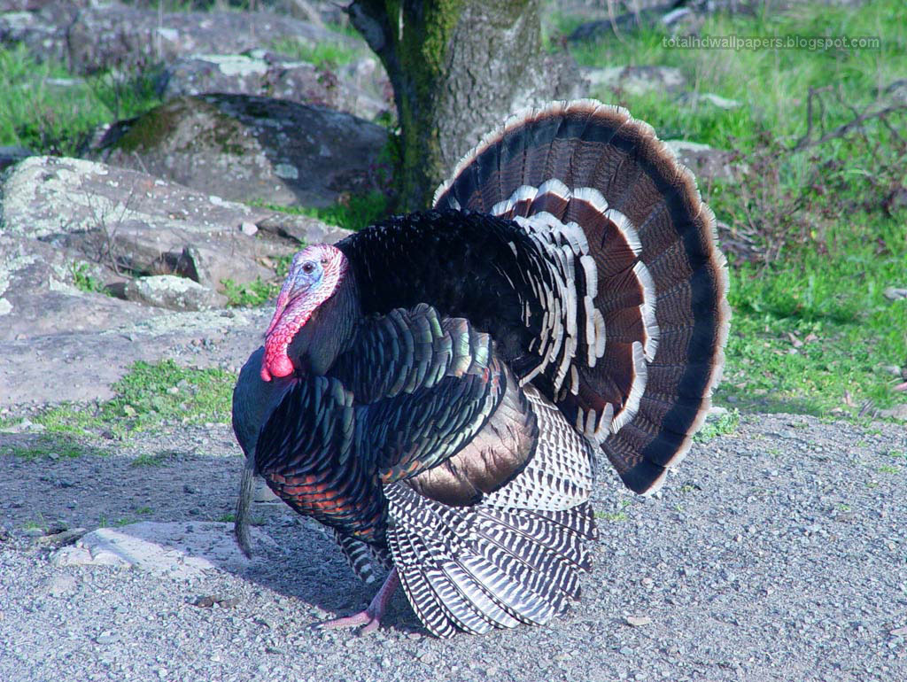 Turkey Bird Wallpaper HD