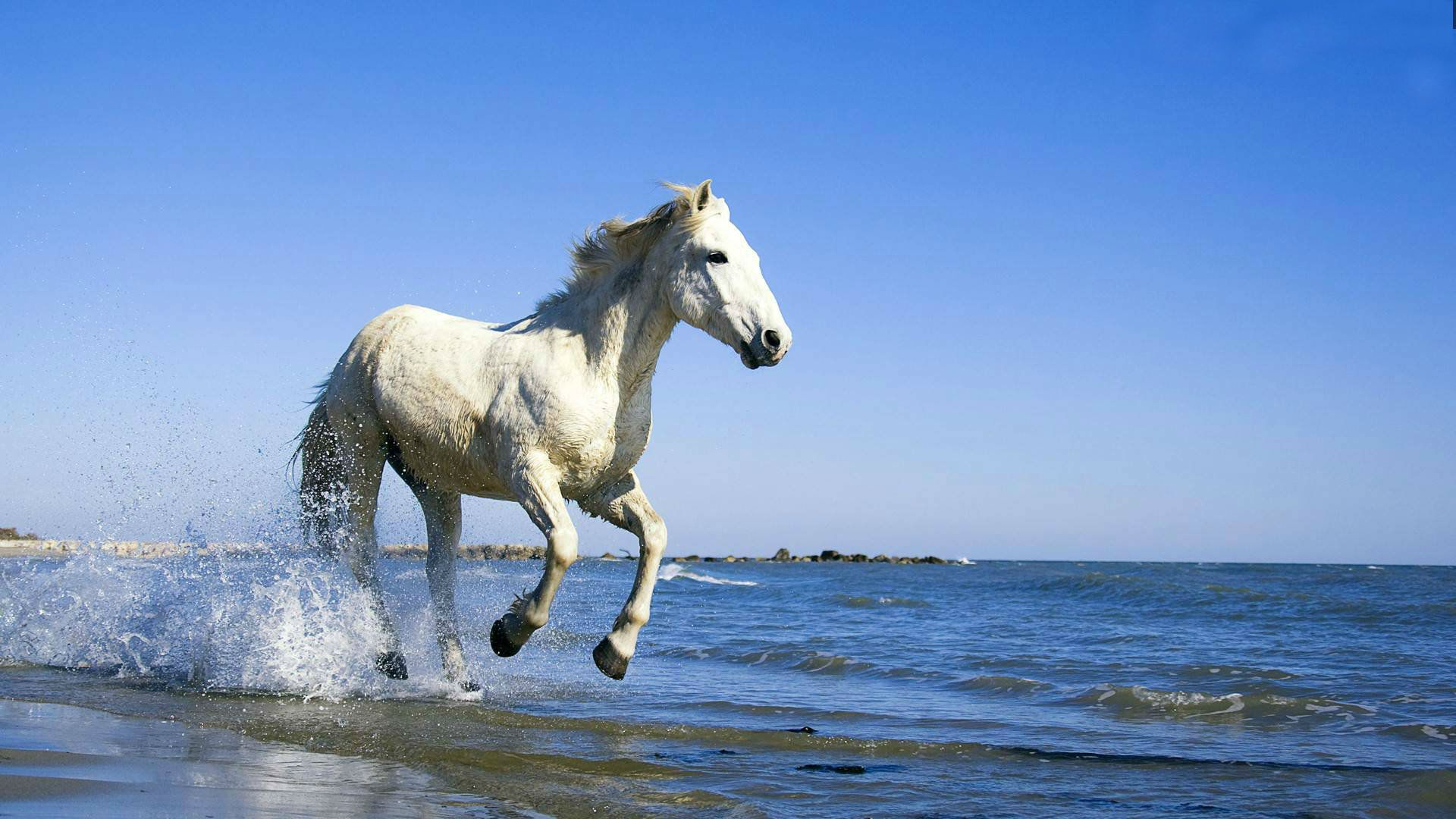 Horse Animals Image Wallpapers Download Horse Animal 1920x1080