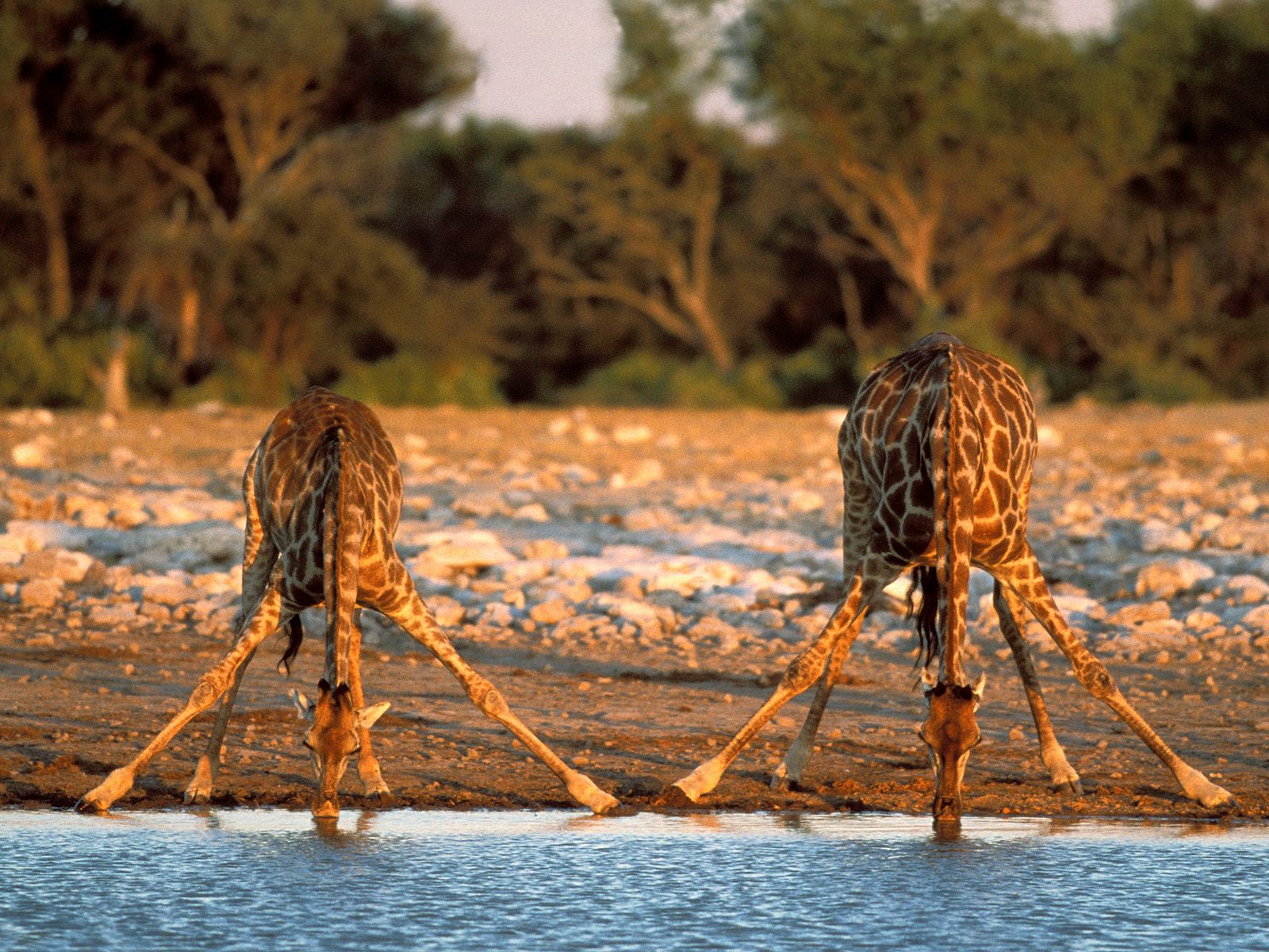 Thirsty Giraffes Wallpaper Stock Photos