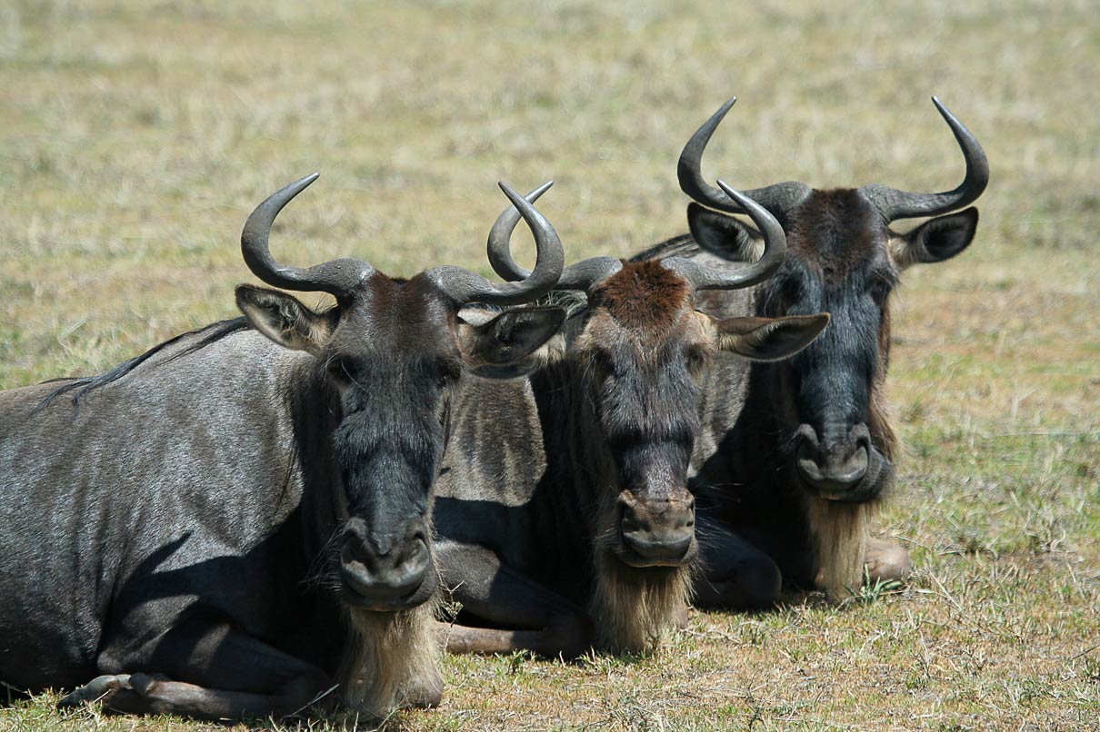 Wildebeest Wallpaper