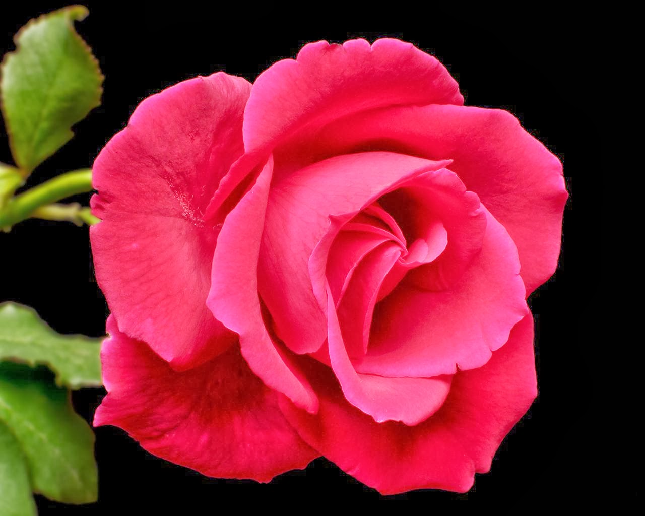 Very Nice Rose Flowers Wallpaper For Lovers