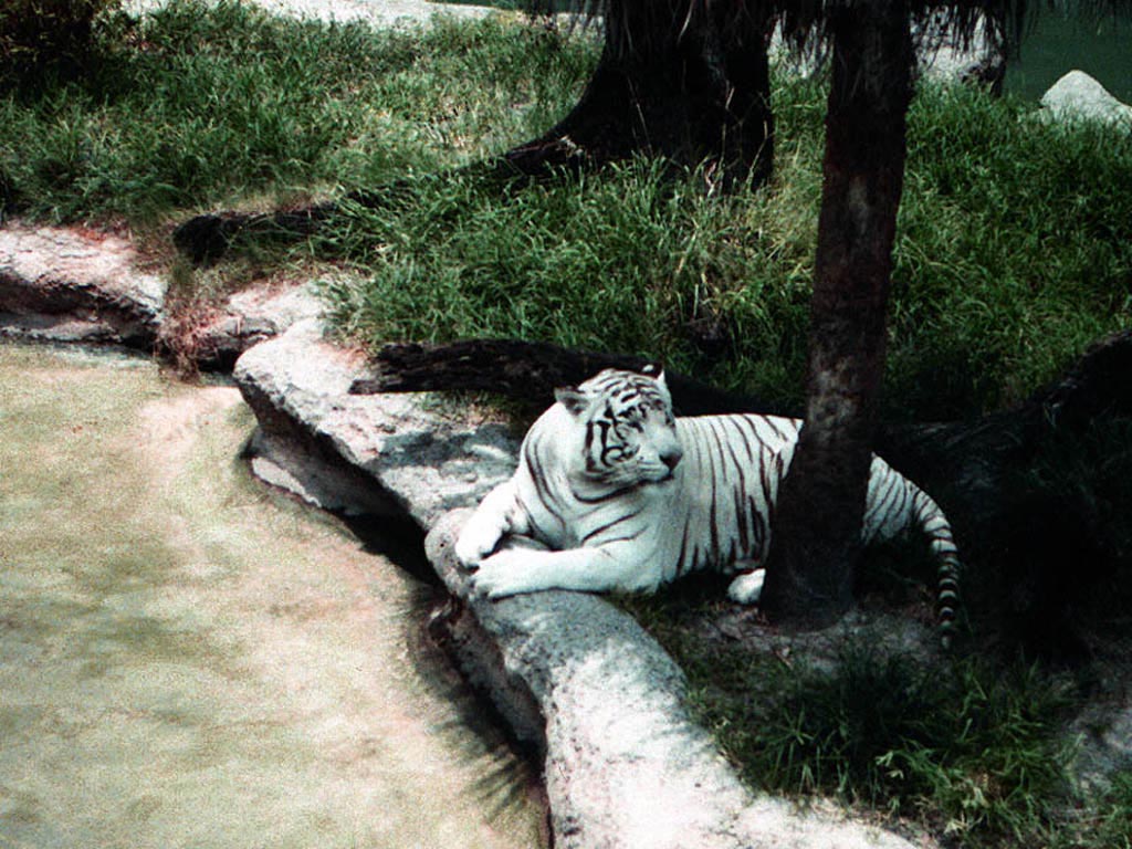 You Enjoy This White Tiger Wallpaper From Our Animals
