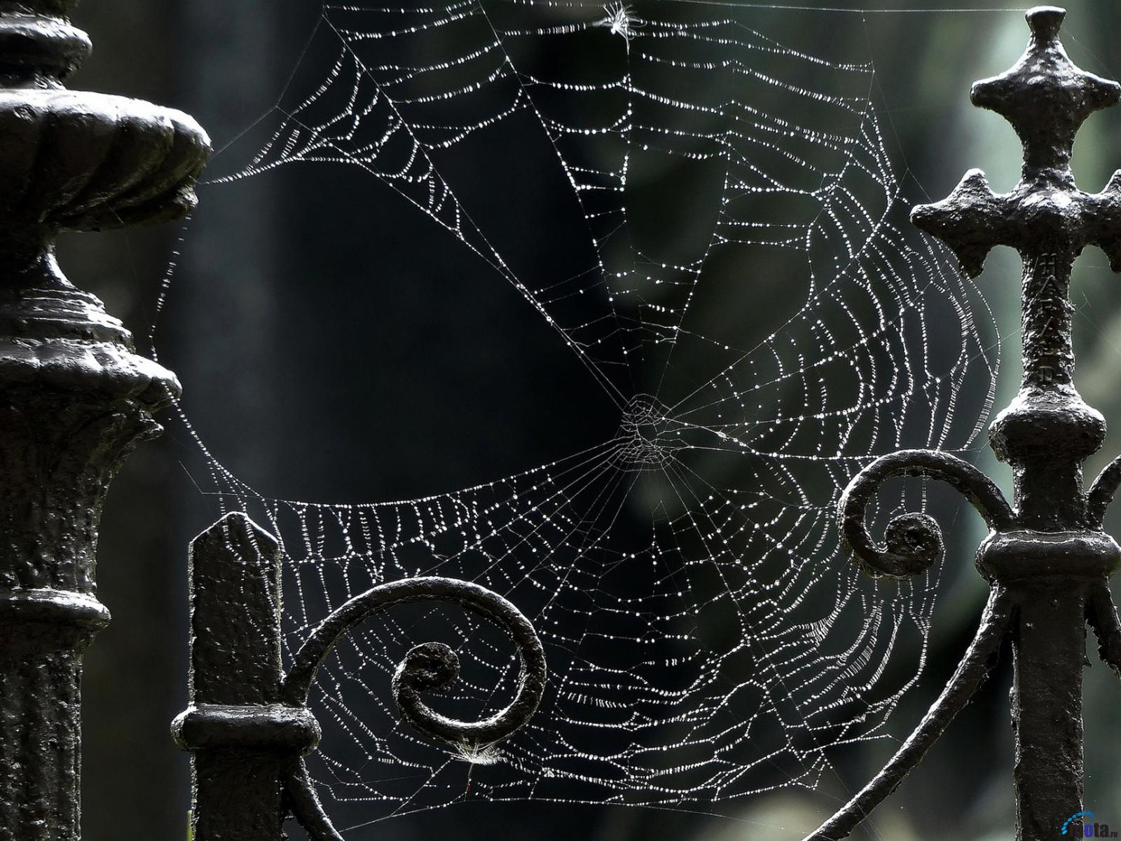 Wallpaper Spiderweb X Desktop And