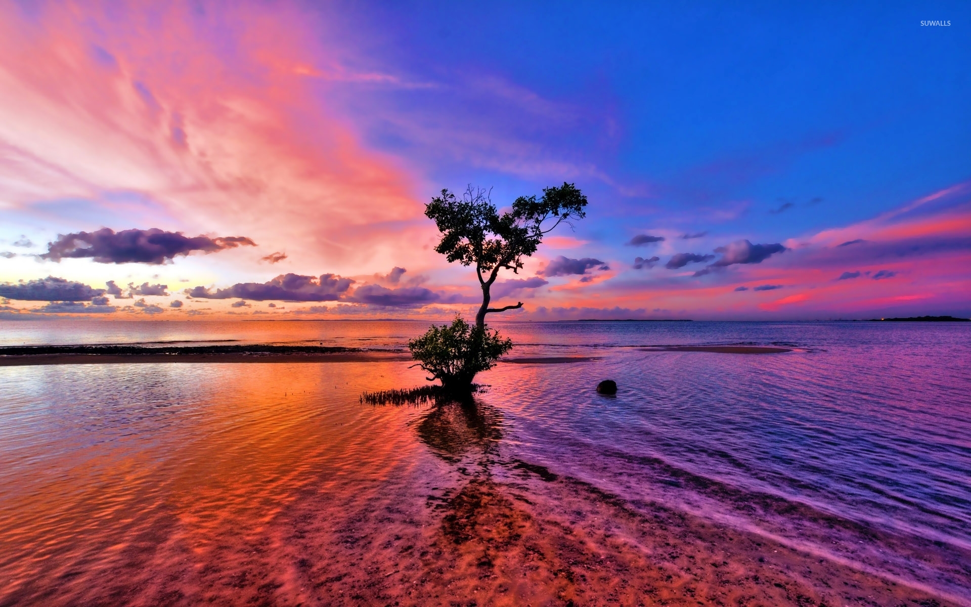 Beautiful Sunset Sky Behind The Lonesome Tree On Beach