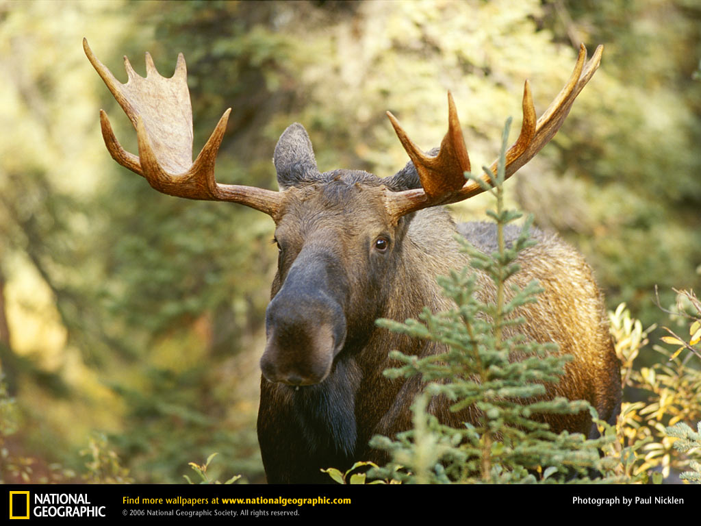 Moose Wallpaper Picswallpaper