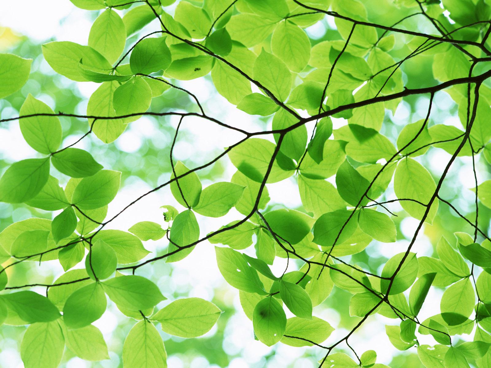 Bark Of A Tree Pleasant Green Leaves Ppt Background For Your