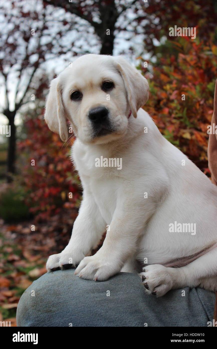 Cute Baby Labrador Hi Res Stock Photography And Image