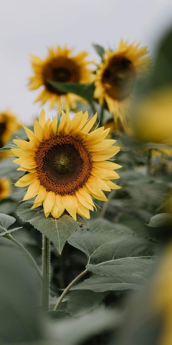 Sunflower Aesthetic Wallpaper