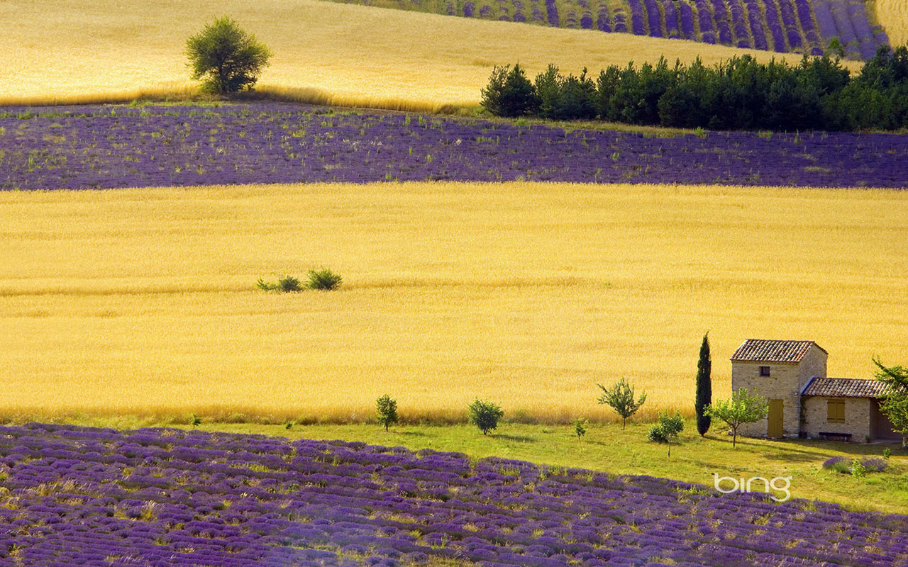 Landscape Wallpaper France Provence Lavender Field