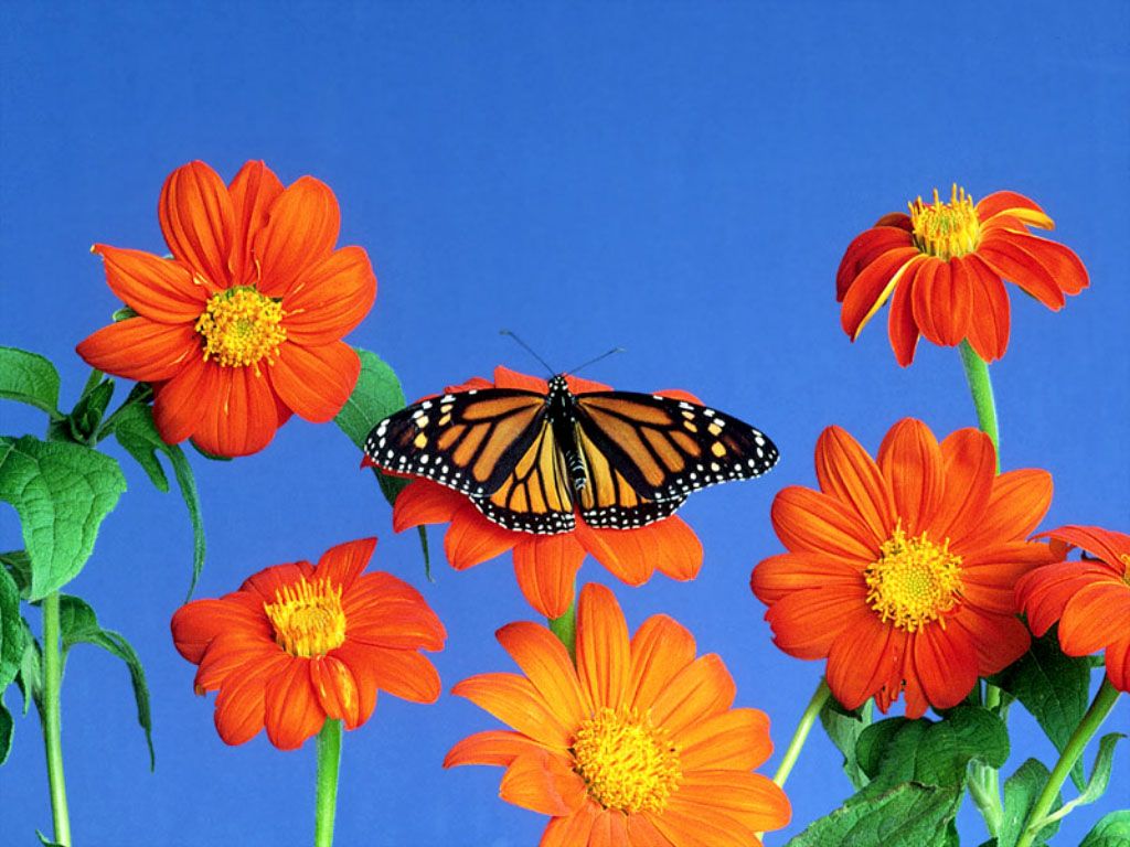 And Butterfly Desktop Wallpaper For