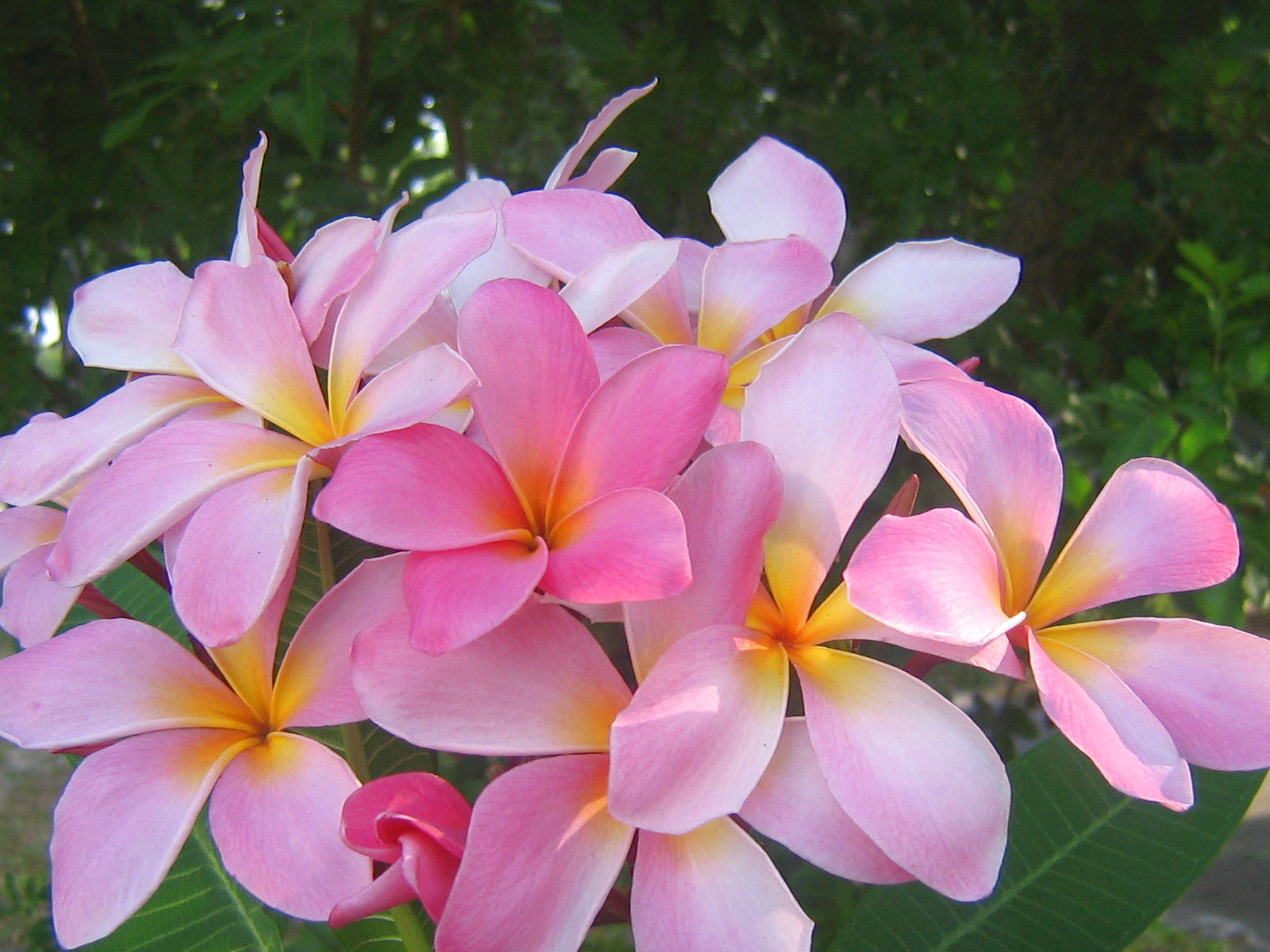 Free download Flowers Hawaii pink flowers plumeria wallpaper 1600x1200 ...