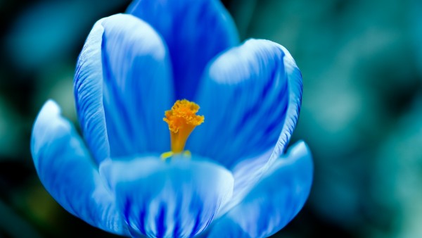 Wallpaper Blue And Yellow Flower HD