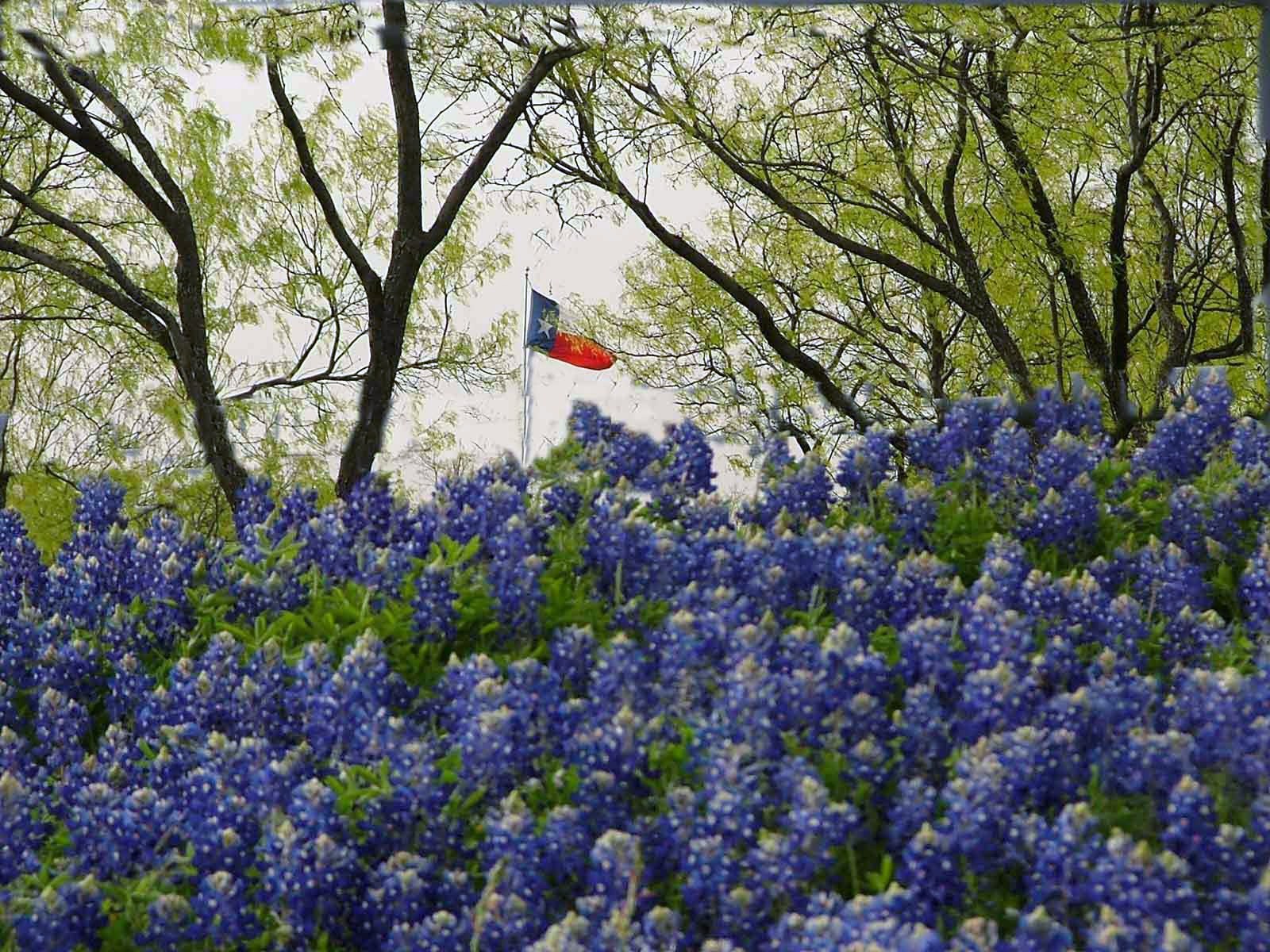 Texas Flag in Mesquites Bluebonnets Rustic Images Foundmyself