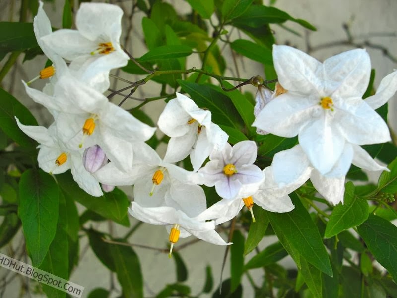 Jasmine Flower Wallpaper In HD And Pictures