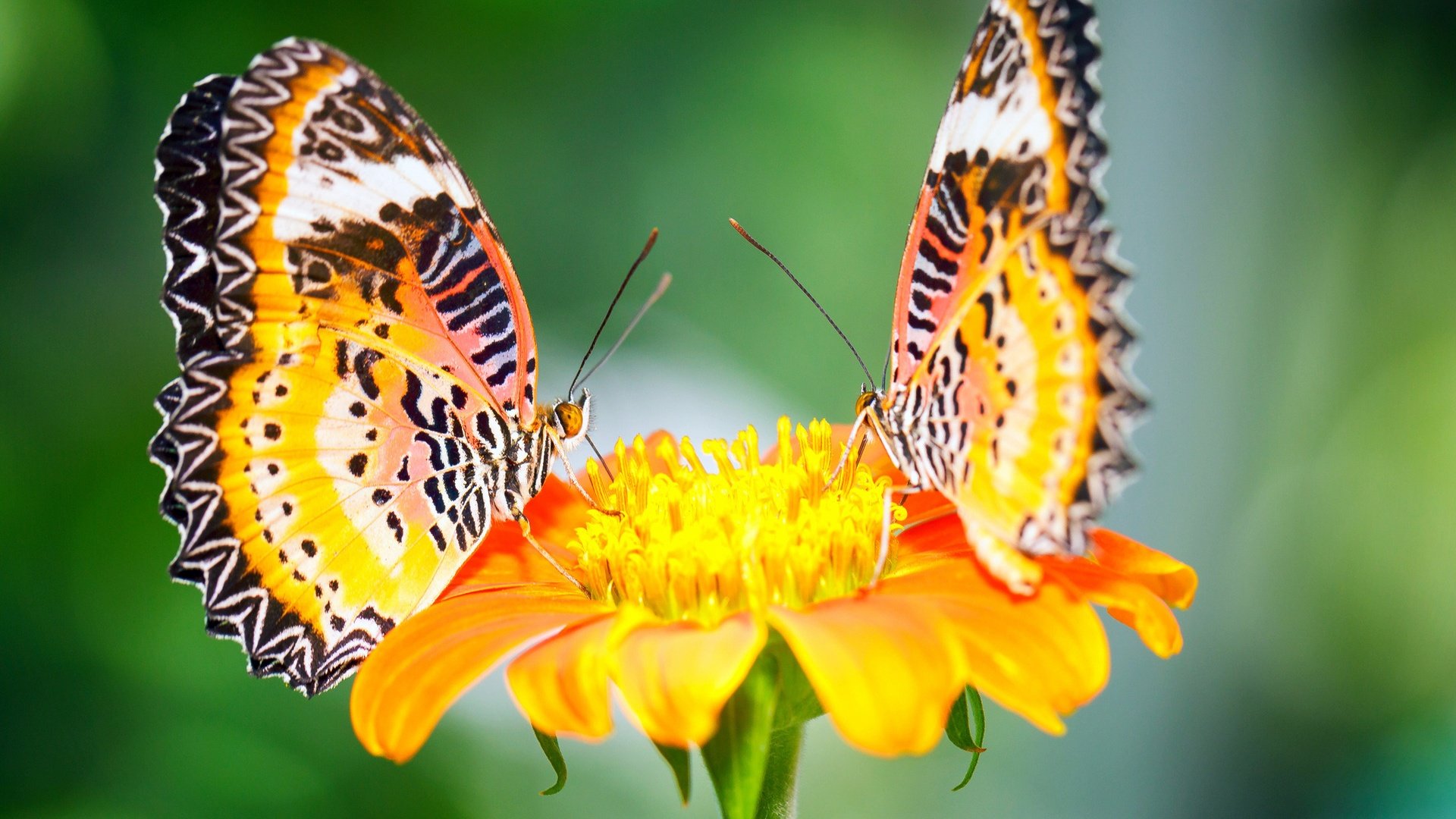 Beautiful Color Butterflies On Yellow Flowers HD Wallpapers Unique
