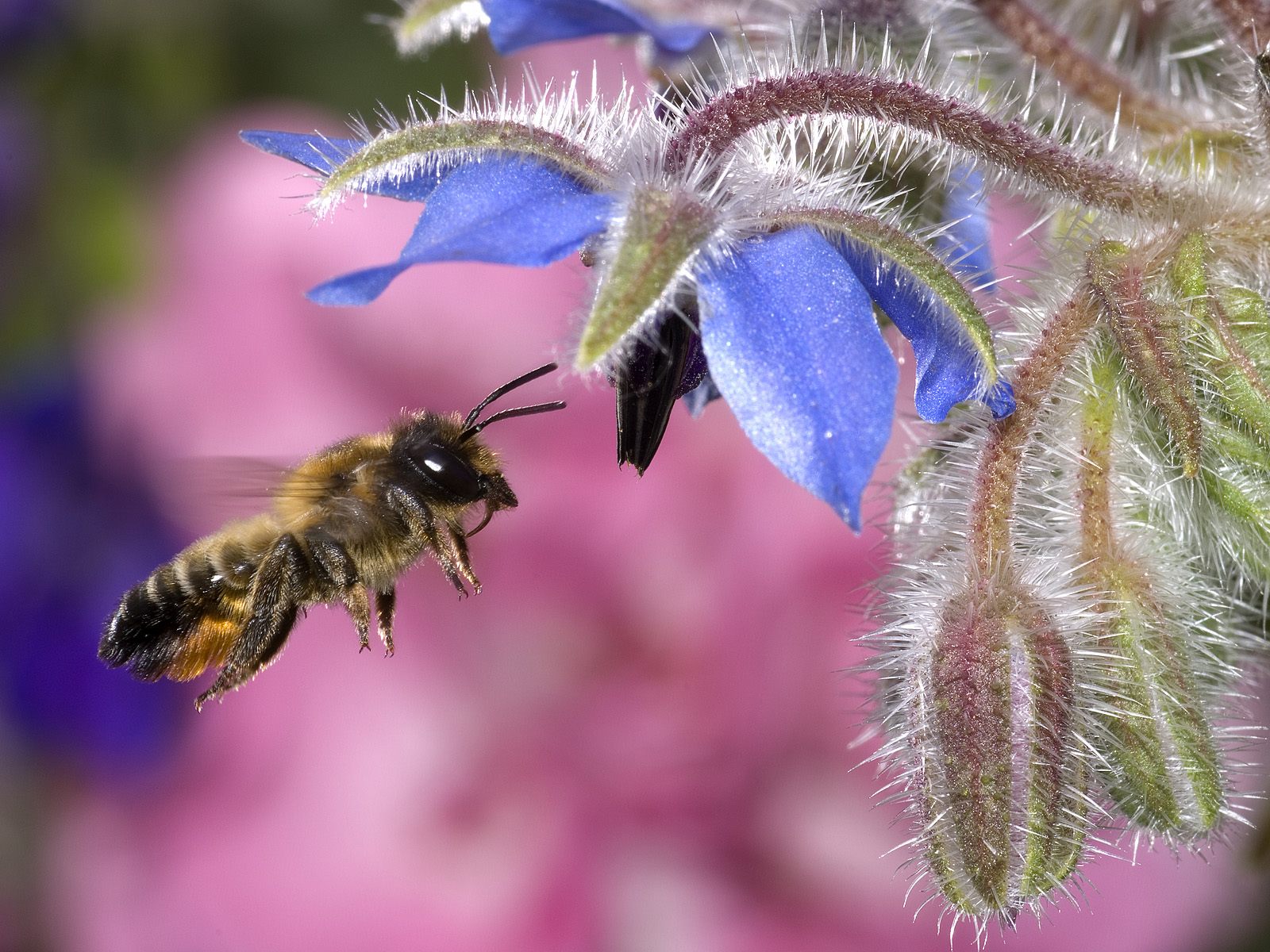 Hovering Honey Bee Wallpaper HD