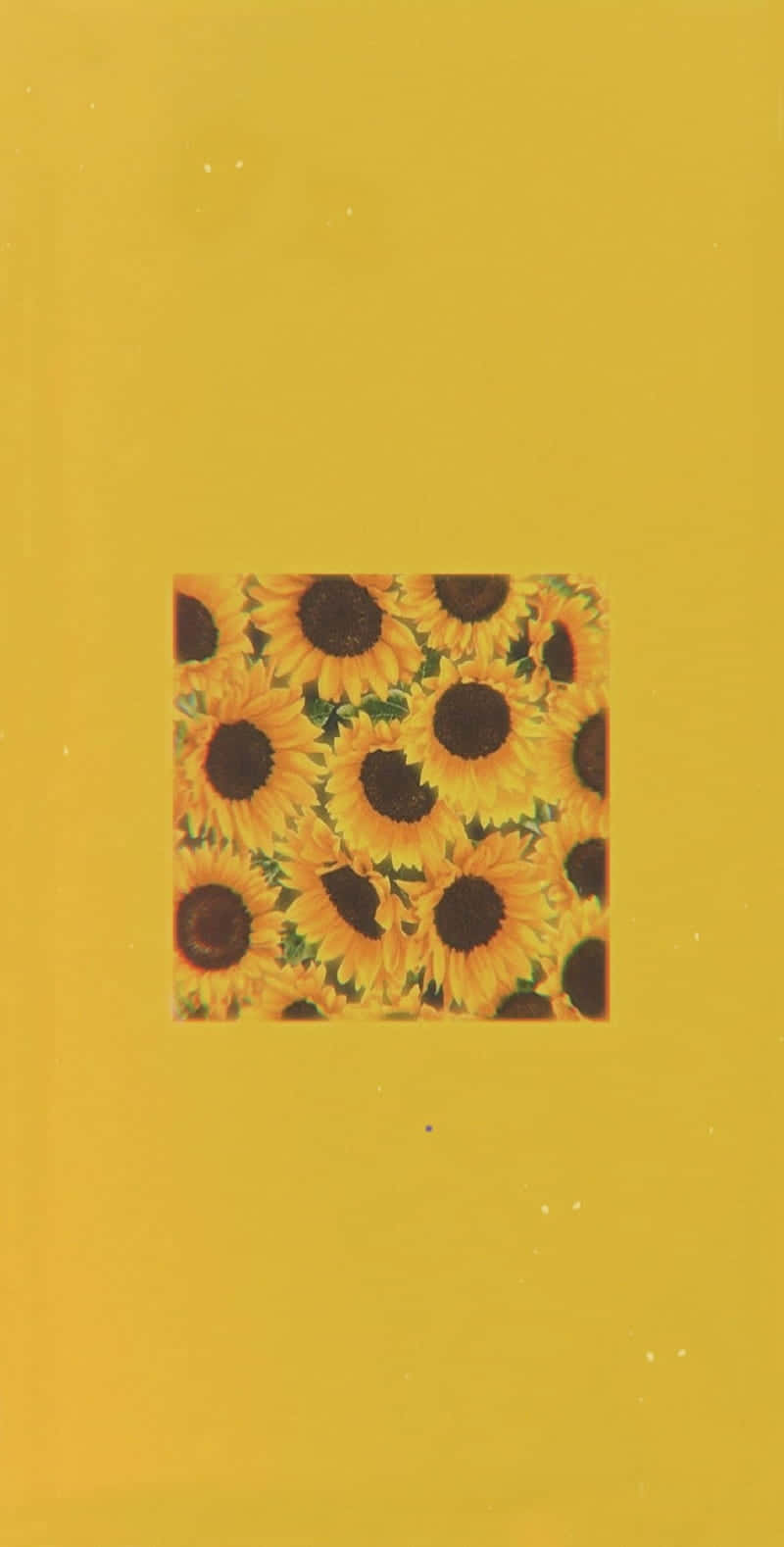 Sunflower Aesthetic iPhone Wallpaper