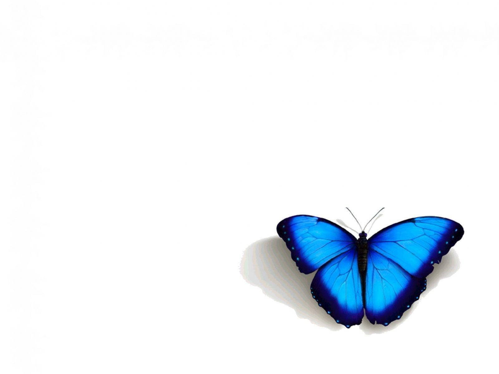 Blue Butterfly Aesthetic Wallpaper