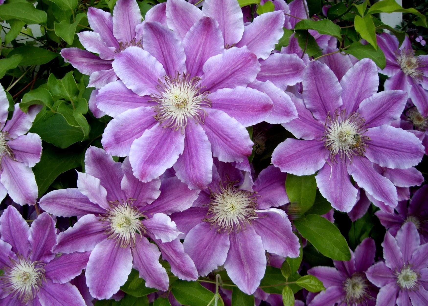 Clematis Flowers Colorful Leaves Stock Photos Image HD