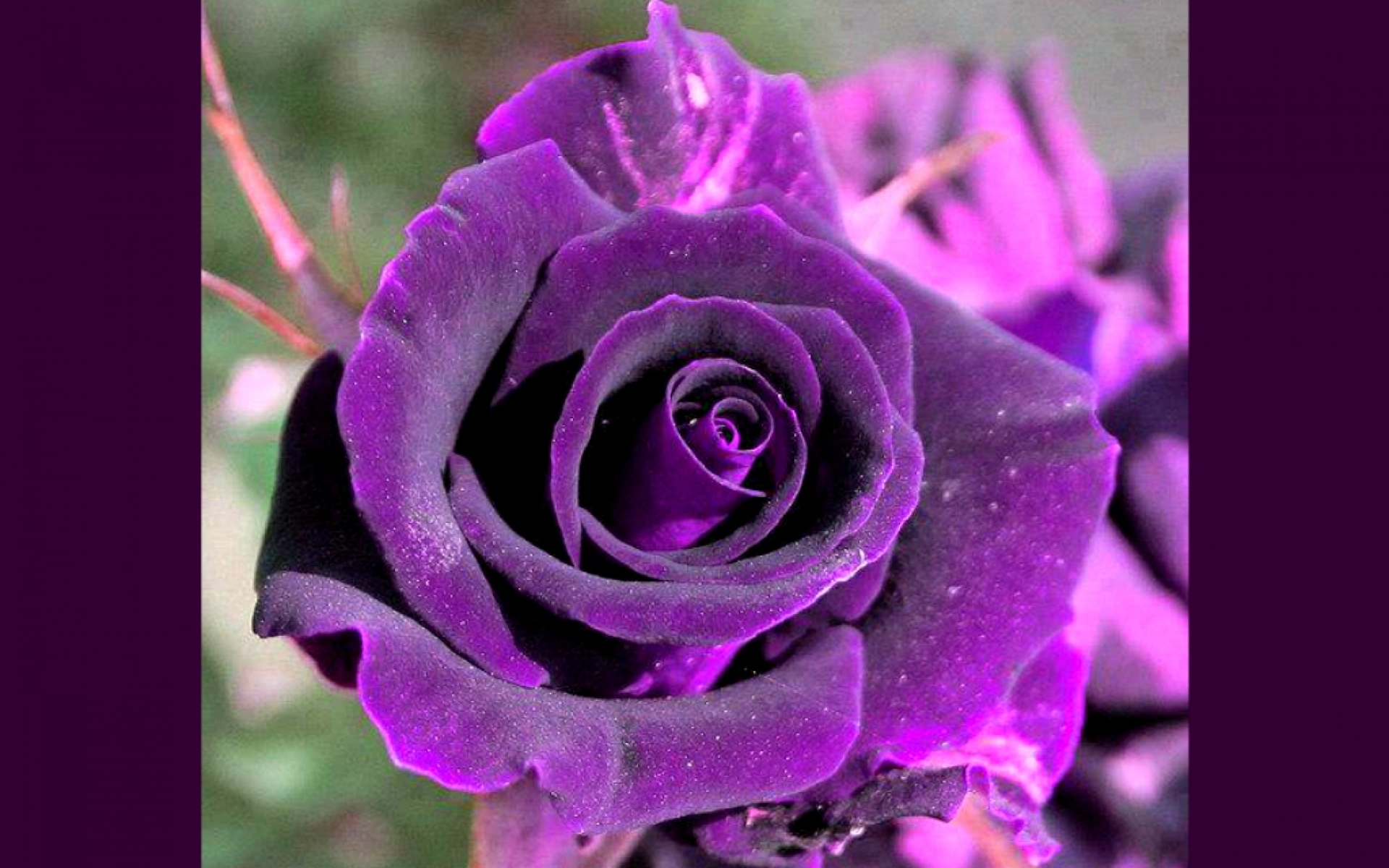 Dark Purple Rose Beautiful Flowers HD Wallpaper Car Pictures