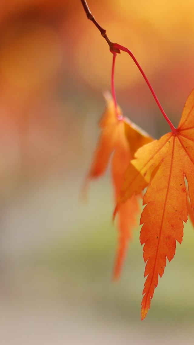 Orange Leaves Bokeh iPhone 5s Wallpaper