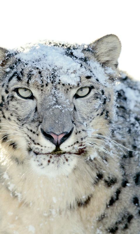 Apple Snow Leopard Wallpaper HD