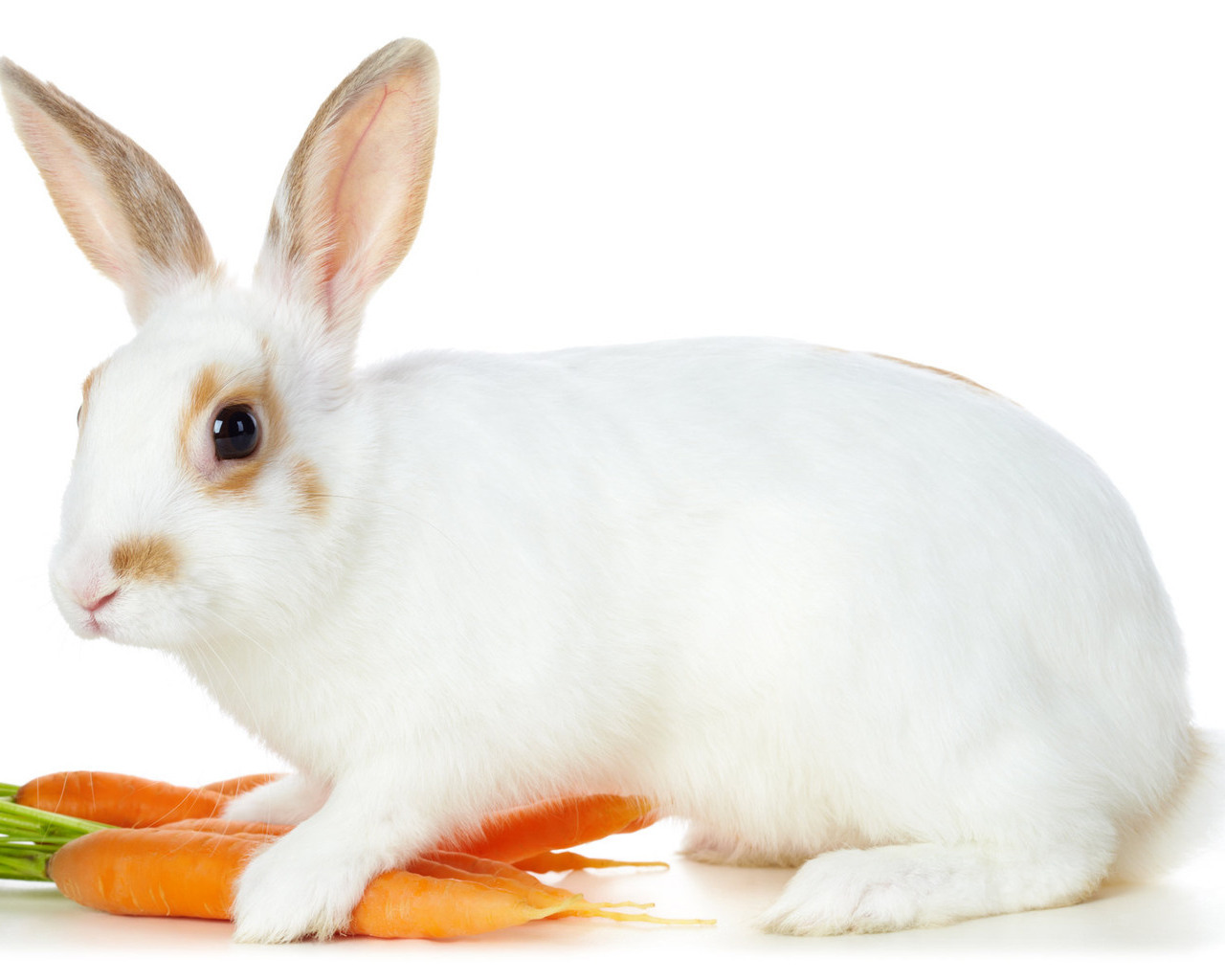 Pictures Christmas Wallpaper Rabbit with carrot great wallpapers and