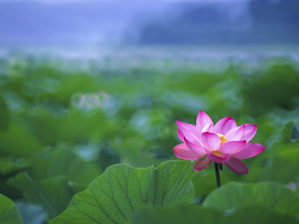 Lotus Flower Garden Wallpaper