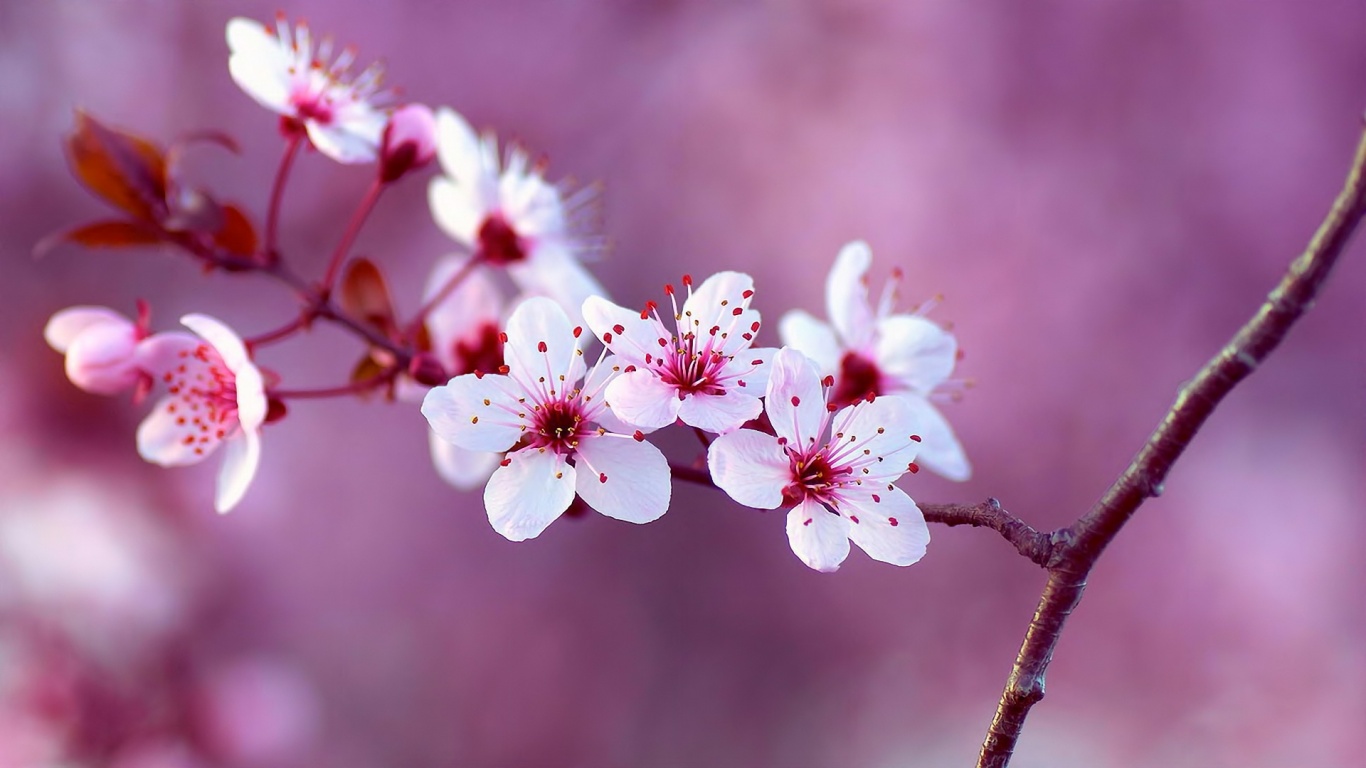 Spring Beauty Flowers Branch Wallpaper