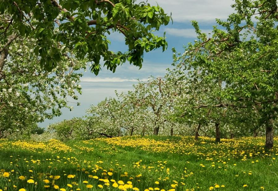 Apple Orchard Wallpaper By Marc Vecina