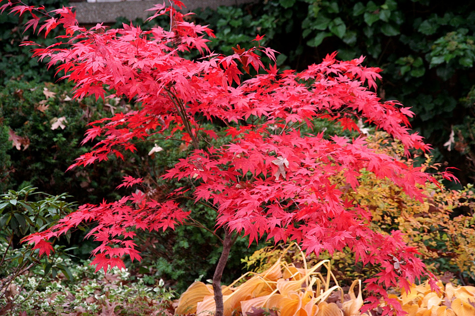 Japanese Maple Red Dragon Tree HD Wallpaper