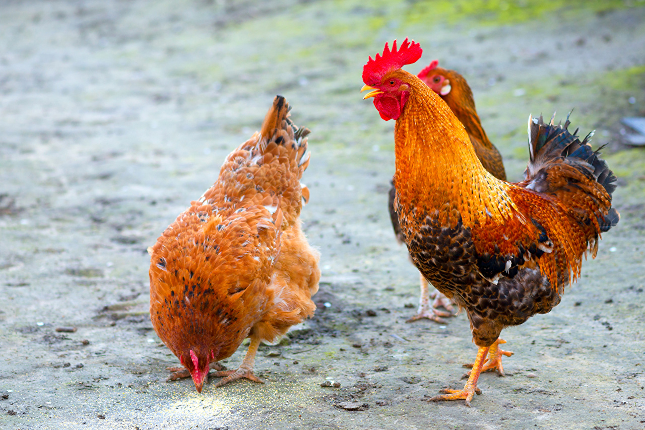 Pictures Birds Chicken Rooster Animals