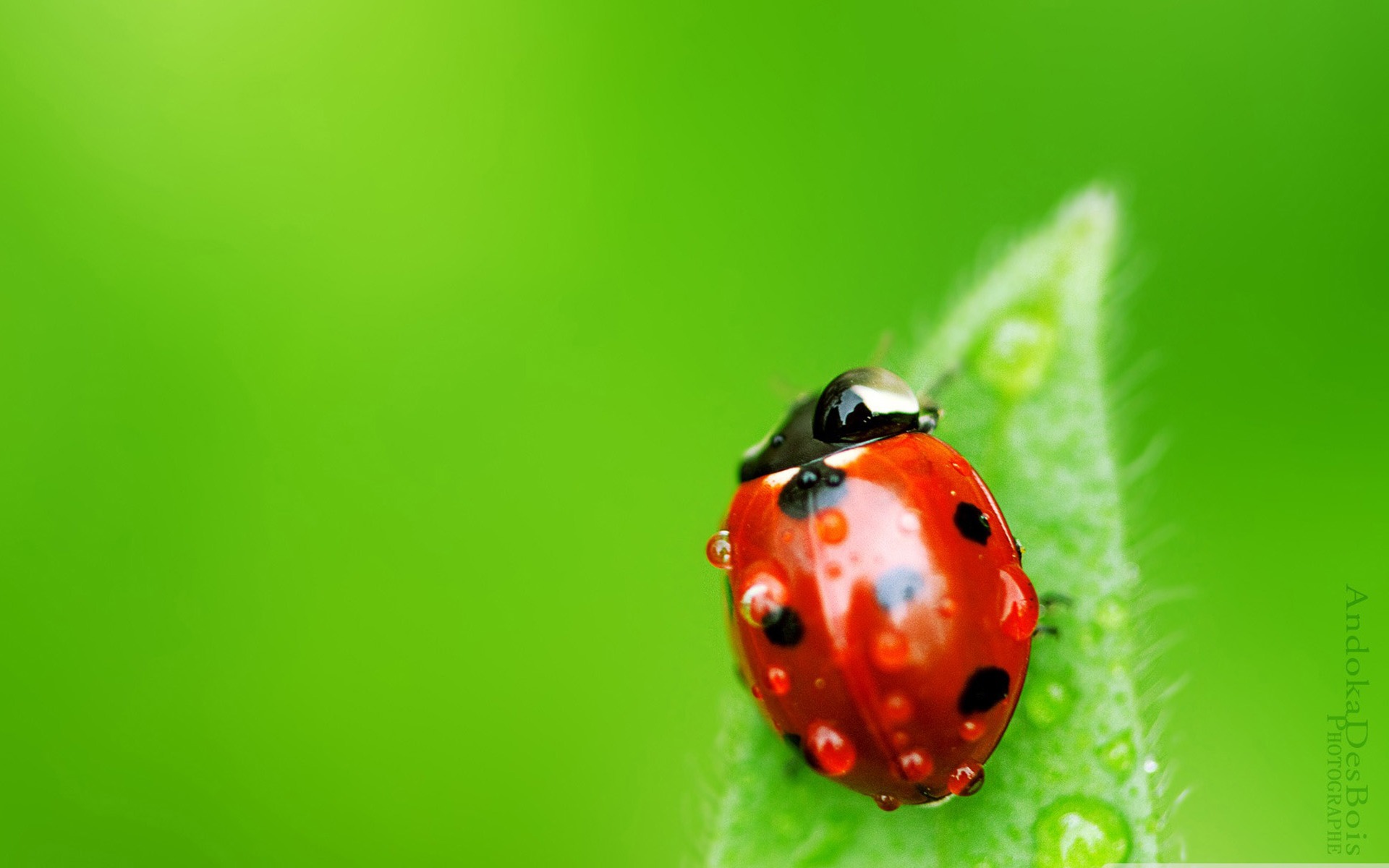 Ladybug All Kinds Of Insects Wallpaper