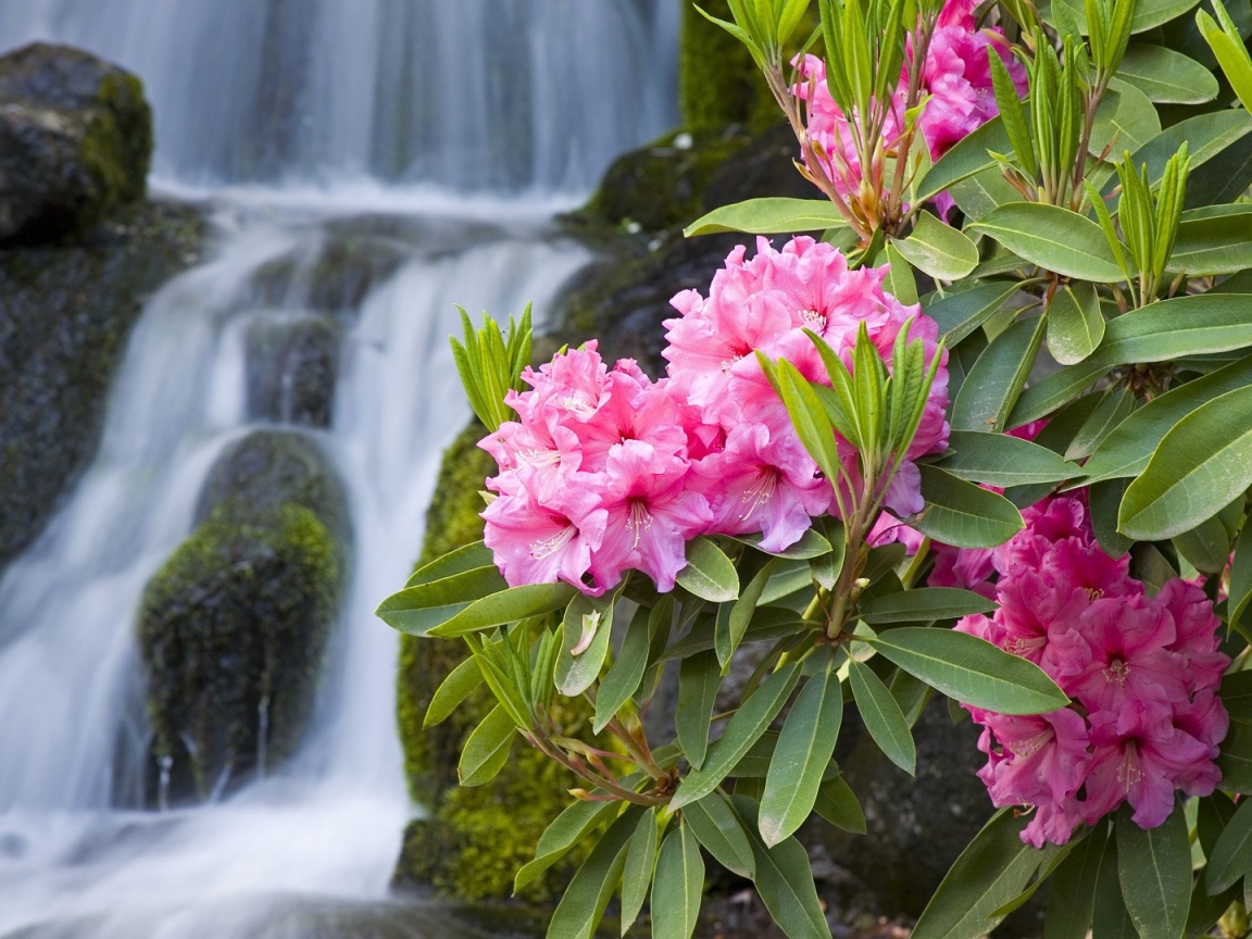 1152x864 Spring Flowers and Waterfall desktop PC and Mac wallpaper